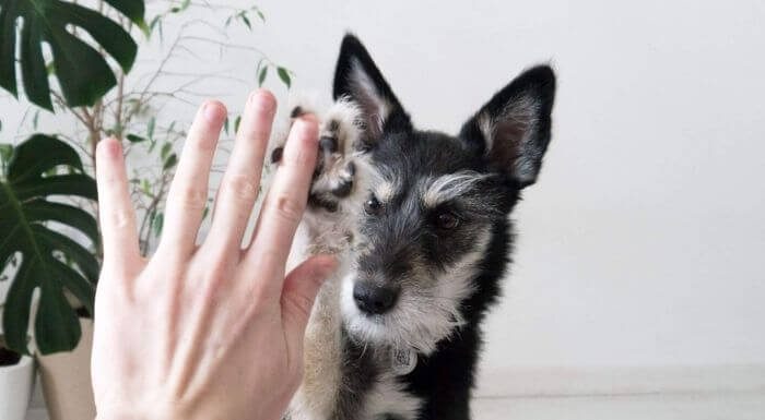 dog giving high five to human